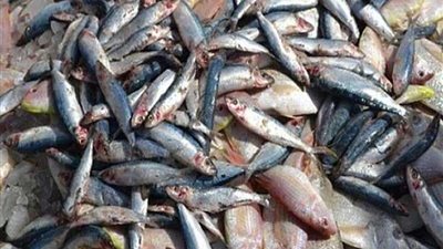 ضبط 5 طن أسماك مجهولة بثلاجة غير مرخصة بالإسكندرية