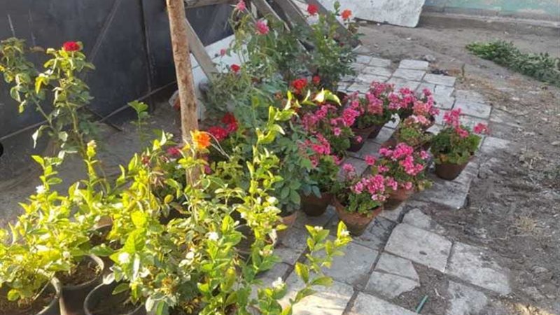 دمنهور تتجمل بسواعد