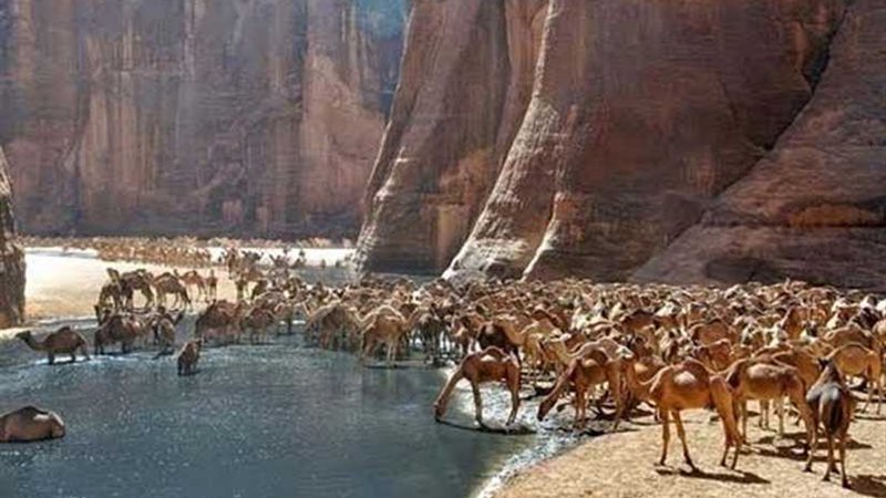 جيلتا واحة الإبل