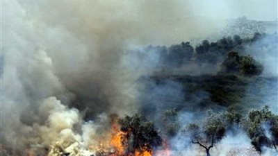 فلسطين تدين حرق المستوطنين أشجار الزيتون ومنع الاحتلال الدفاع المدني الفلسطيني من اخمادها