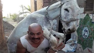 حمل الحمار وشد النقل الثقيل..«لالا» قوة خارقة بـ« المنوفية»