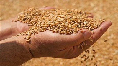 الانتهاء من حصاد محصول القمح بدمياط وتوريد 23417 طنا