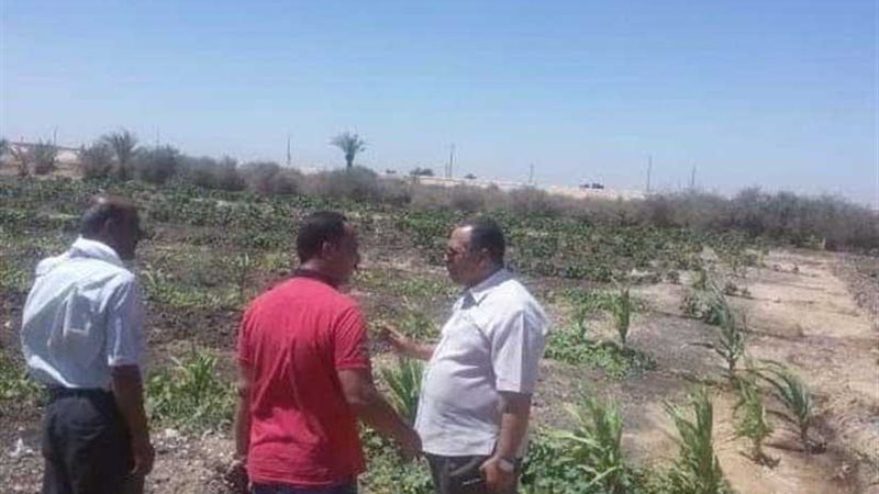 بدء زراعة 1000 شتلة