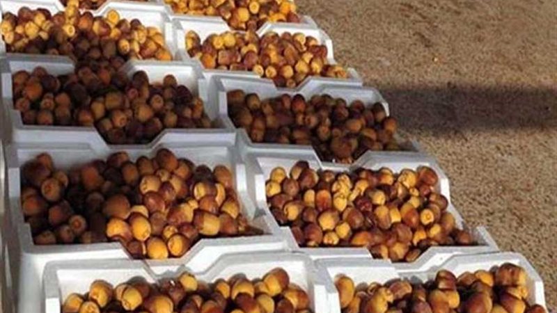 صناعة التمور.. خطة