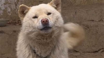 دراسة: الكلاب تستخدم أعينها لاستجداء عطف ومحبة الإنسان