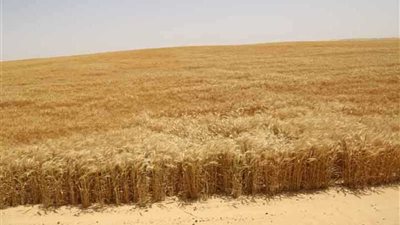 توريد 326 ألف طن قمح منذ بدء موسم الحصاد بالمنيا