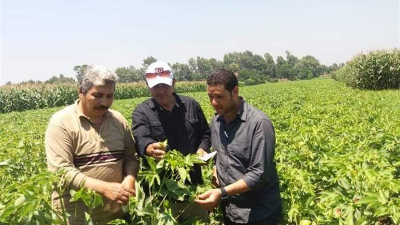 المنوفية تسيطر على