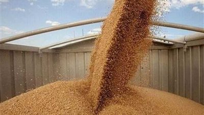 توريد 261 ألف طن قمح لشون وصوامع البحيرة