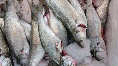 غلق محل أسماك بكفر البدماص لمخالفة شروط التراخيص