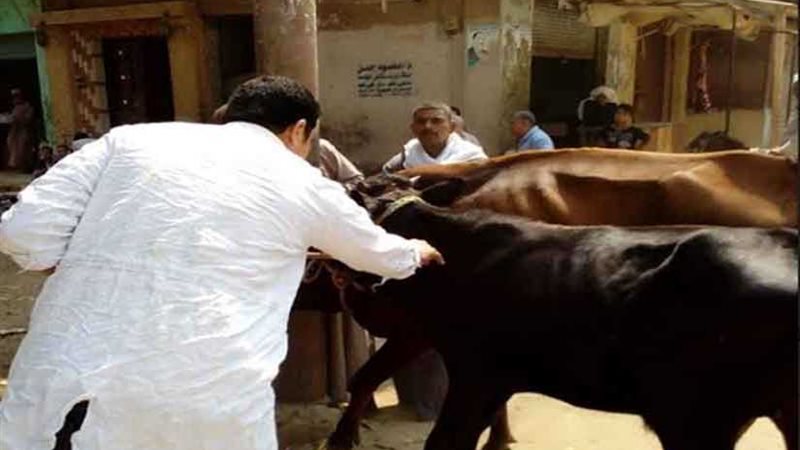 تحصين 42 ألف رأس