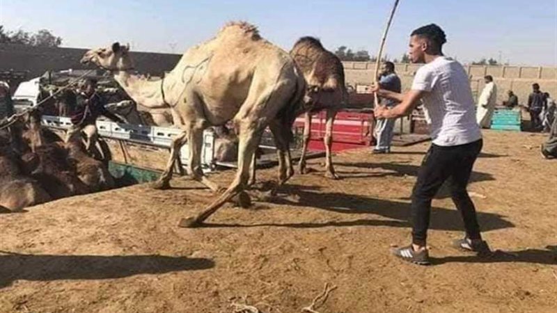 نقابة البيطريين تدين