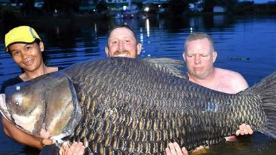 صياد يحطم الرقم العالمي في صيد أكبر سمكة 