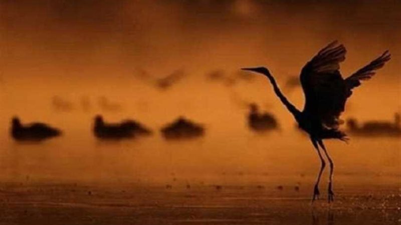 اليونسكو تقرر إدراج