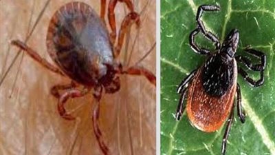 بعد أن هاجمت المنوفية.. معلومات لا تعرفها عن حشرة القراد