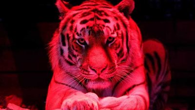 نمور جائعة تقتل صديقها