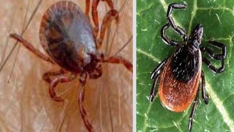 بعد أن هاجمت المنوفية..