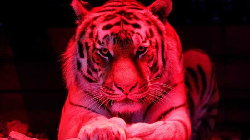 نمور جائعة تقتل صديقها