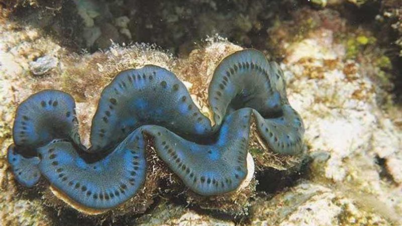 أشهر فنانة تواجه