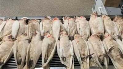 سقوط عشرات الحمام تنزف دماء من السماء كـ