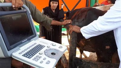 بيطري المنيا يجري عمليات جراحية وتحصينات للثروة الحيوانية بسمالوط