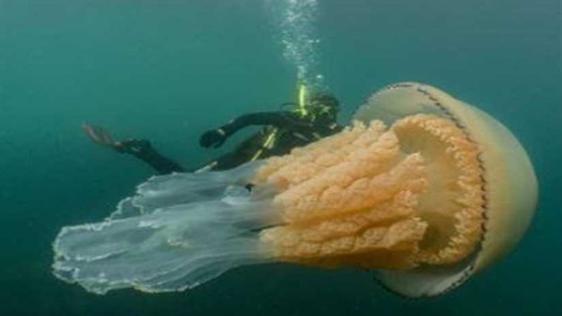 بحجم إنسان.. العثور