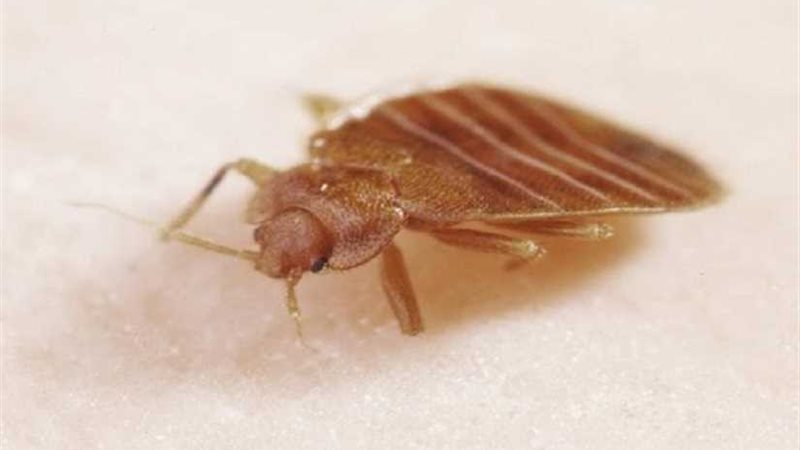 الكونجرس يحقق في