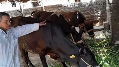 تحصين 336 ألف رأس ماشية ضد الحمى القلاعية بالبحيرة