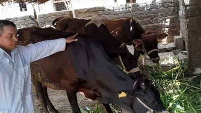 تحصين 336 ألف رأس