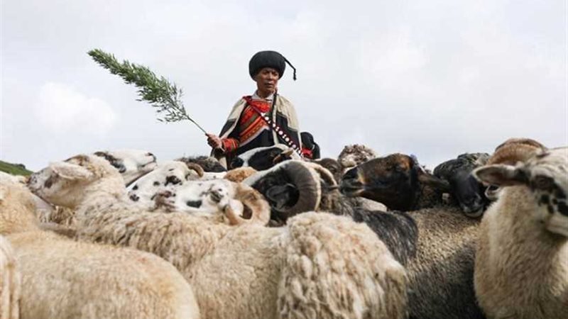 مهرجان للأغنام بإحدى