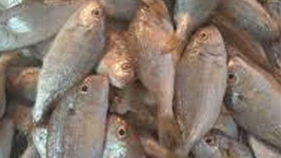 ضبط 3 أطنان أسماك مدخنة فاسدة غير صالحة للاستهلاك بالغربية