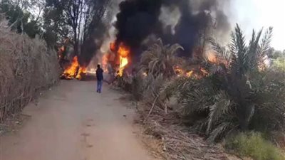 بالصور.. حريق مروع يلتهم أكبر مزارع واحة في الجزائر