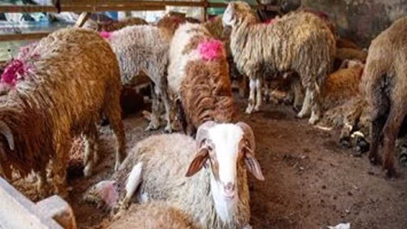 صناع الحياة: 20 ألف