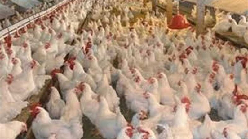 الزراعة تنفي استخدام