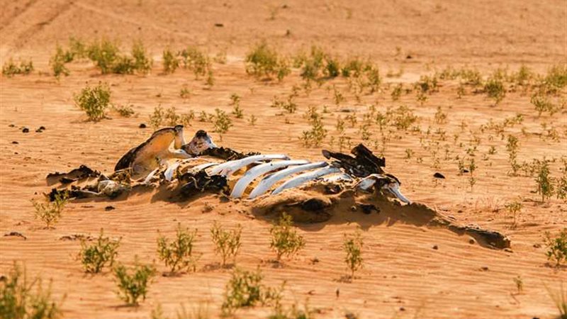 دراسة: تغير المناخ