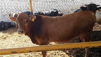 فتح باب الحجز أمام المواطنين بمشروع عاداة للثروة الحيوانية لشراء أضاحى العيد