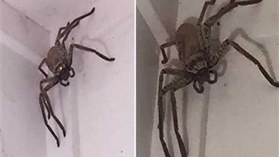 جريمة على سقف منزل (صور)