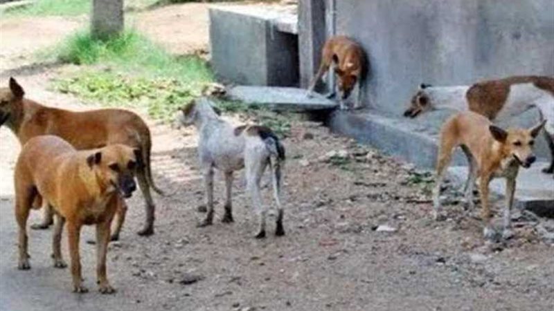 كلب يعقر 12 شخصًا