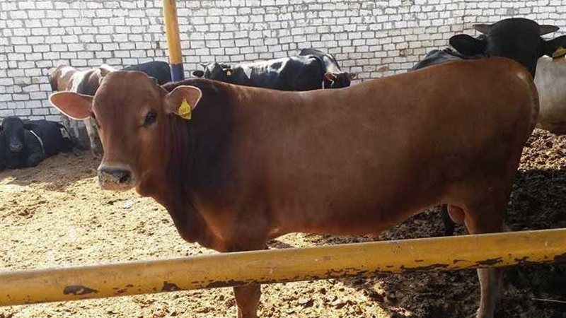 فتح باب الحجز أمام