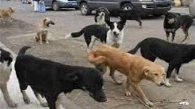 الكلاب الضالة تعقر 6 أشخاص في بني سويف