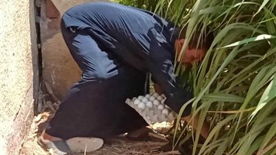 كمائن ”البيض السام“ لمواجهة الثعابين والأفاعي بالمنوفية