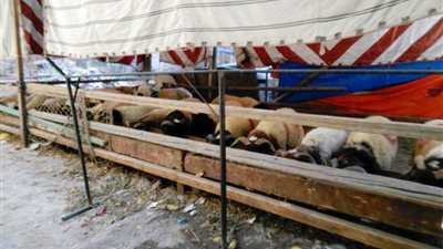 36 شادر لبيع اللحوم والأضاحي بالإسكندرية