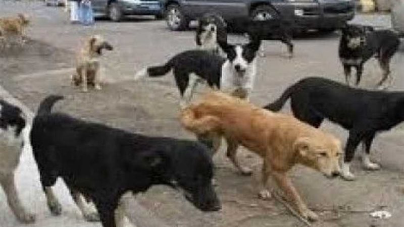 الكلاب الضالة تعقر