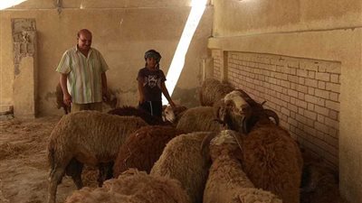 وصول الدفعة الأولى من أضاحي العيد إلى شمال سيناء