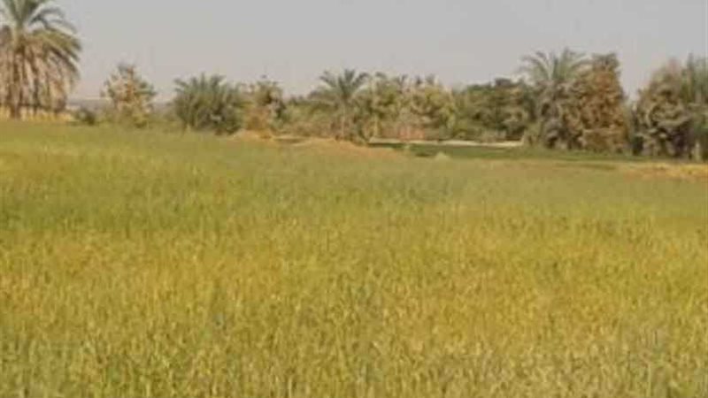 التحفظ على أمين شونة