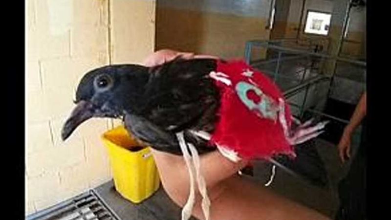 الحبس لـحمامة بأحد