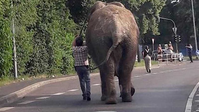 فيل يدهس شاب في بتسوانا