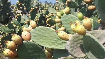 يعشق ثمارها المصريون وأشجارها مأوى للذئاب.. (صور)