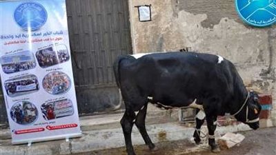 حملات إرشادية لتوجيه المواطنين بذبح الأضاحي داخل المجازر بالإسكندرية