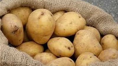 الزراعة: لا صحة إطلاقا لاستخدام مواد كيماوية ضارة في تخزين تقاوي البطاطس