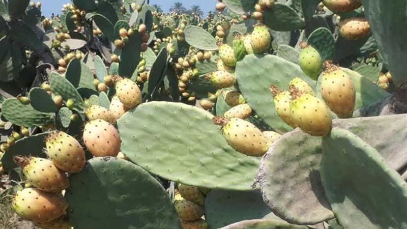 يعشق ثمارها المصريون